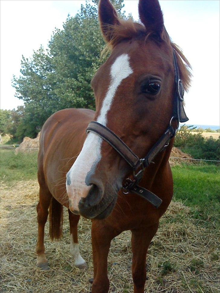 Anden særlig race Bella - Fedt hår Bella<33 hehe billede 14