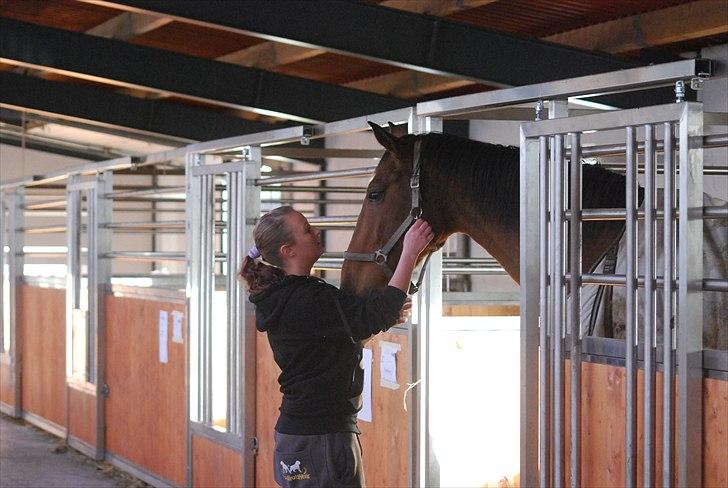 Hollandsk Varmblod Pyroet  billede 13