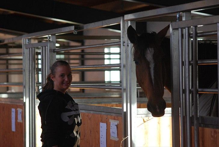 Hollandsk Varmblod Pyroet  billede 14