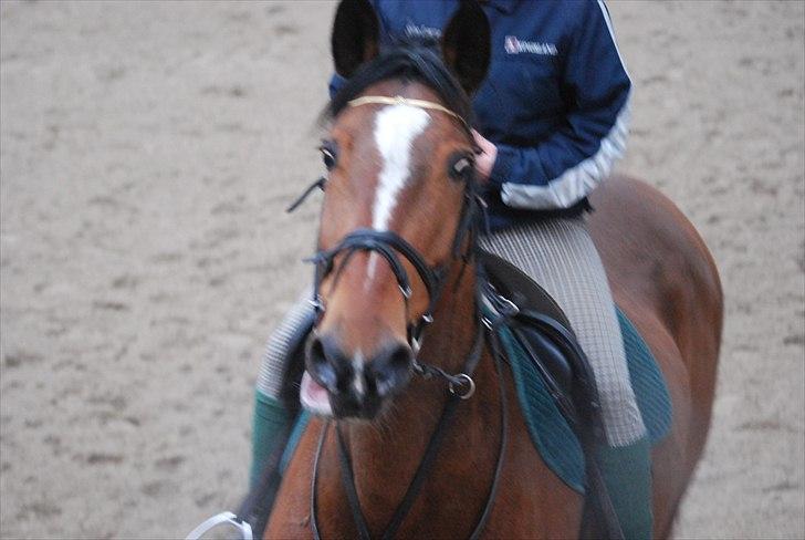 Hollandsk Varmblod Pyroet  billede 15