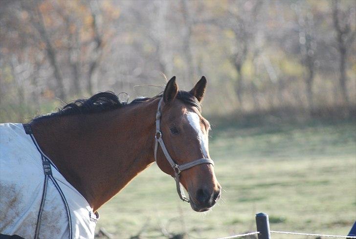 Hollandsk Varmblod Pyroet  billede 16