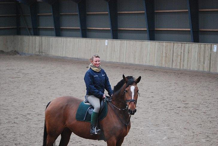 Hollandsk Varmblod Pyroet  billede 17