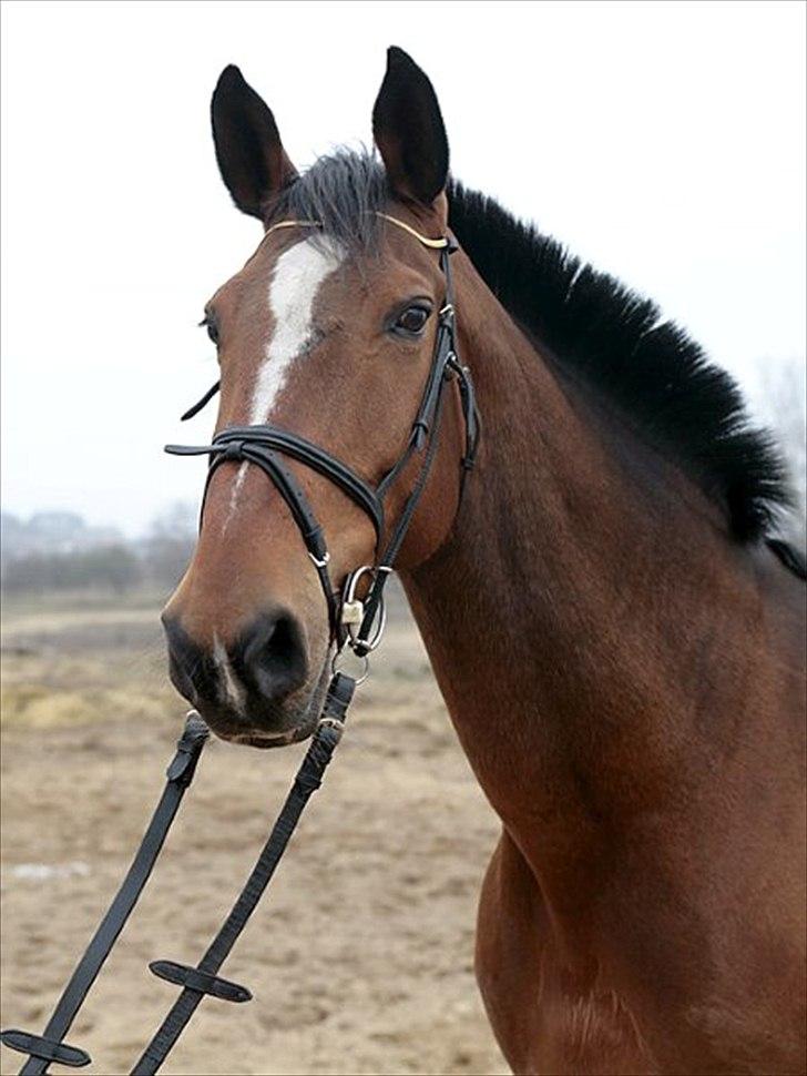 Hollandsk Varmblod Pyroet  billede 18