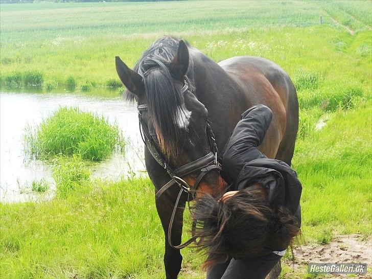 Dansk Varmblod Traneenggårds Aspecada billede 20