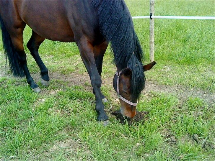 Dansk Varmblod l Sommerlund's Cindi <3 - Cindi lugter til sin livret.... lort xD billede 20