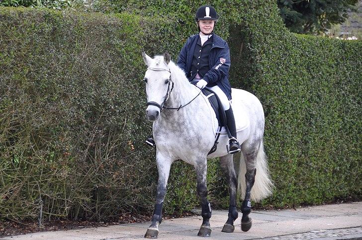 New Forest  Roløkke Tintin - Og så er vi lige på vej til Annas konfimation:) billede 7