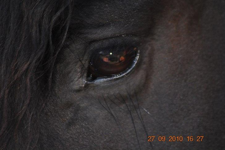 Frieser Jan billede 8