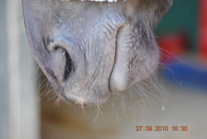 Frieser Jan billede 9