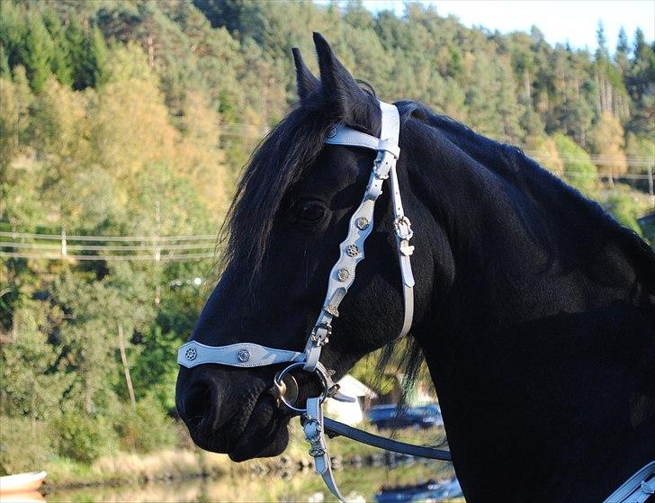 Frieser Jan billede 10