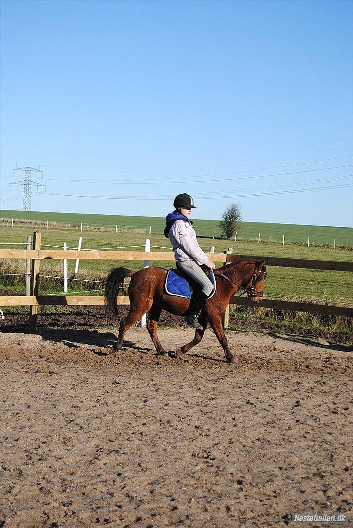 Kaspisk hest Semi<3 - Måske er jeg stor til dig - men intet er større end min kærlighed til dig i:<3 billede 15