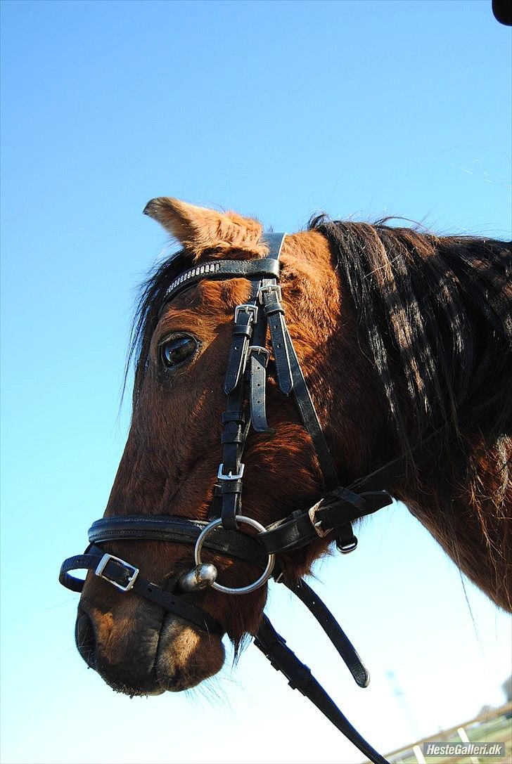 Kaspisk hest Semi<3 - du er smukkere end smuk - og du ved det godt :D billede 16