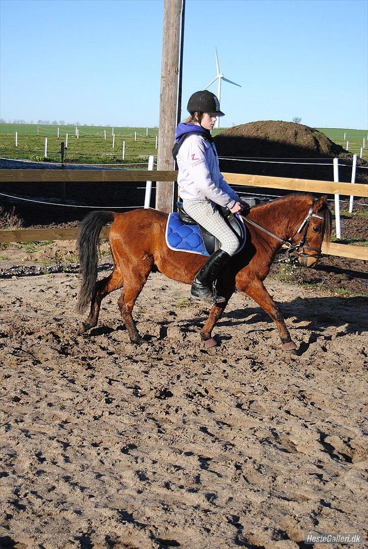 Kaspisk hest Semi<3 - You smile - I smile<3 billede 17