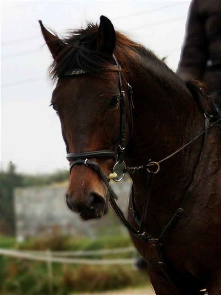 Dansk Varmblod Vixie Bakkely billede 16