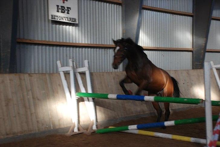 Anden særlig race Stensgaardens mistral - løsspringning<3 billede 8