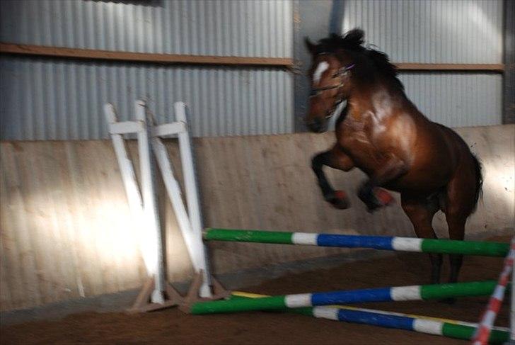 Anden særlig race Stensgaardens mistral - løsspringning<3 billede 9