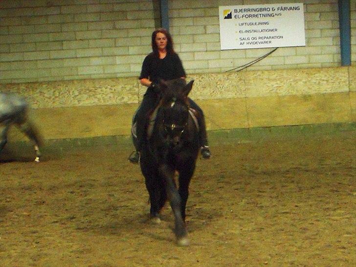 Anden særlig race Zephyr (Solgt) billede 15