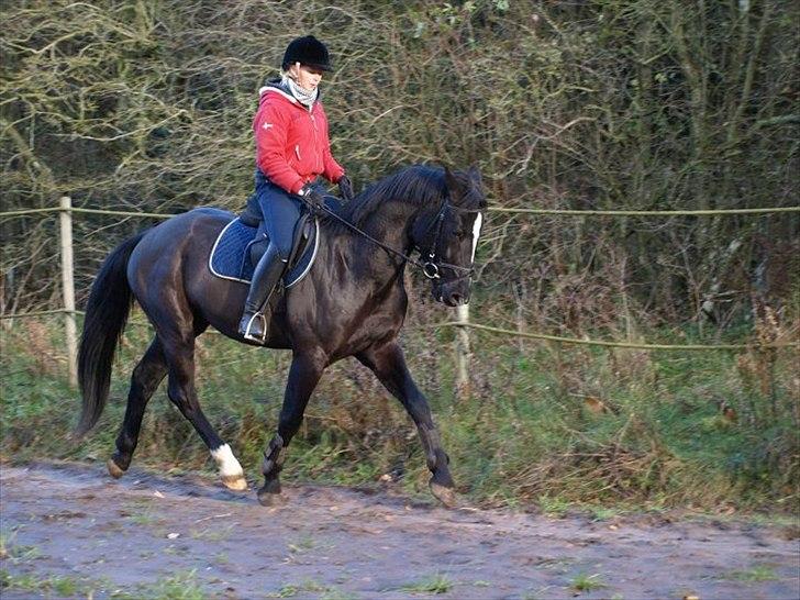 Dansk Varmblod Krogårdens Hard To Make - trav på banen den 8/11 2010 billede 11