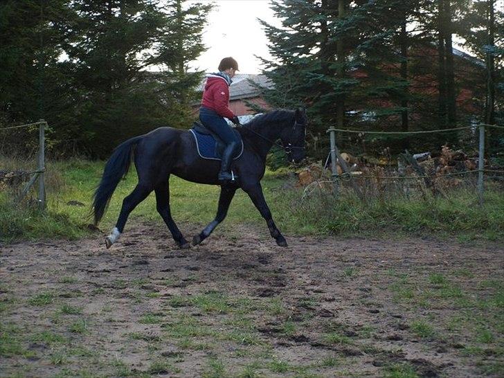 Dansk Varmblod Krogårdens Hard To Make - trav på banen den 8/11 2010 billede 12