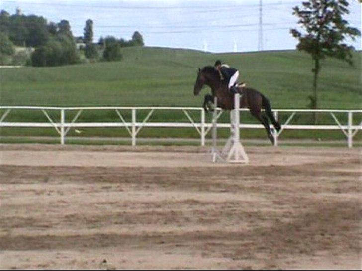 Holstener Lalido MS *SOLGT* billede 19