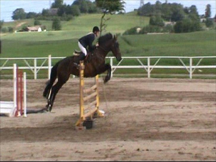 Holstener Lalido MS *SOLGT* billede 20