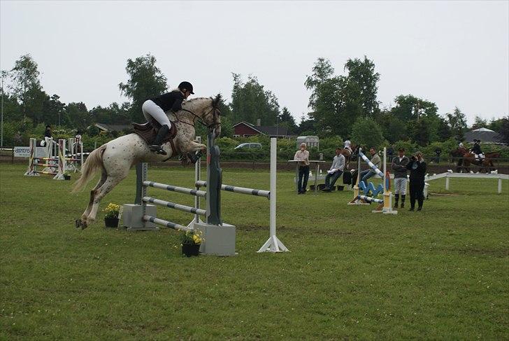 Anden særlig race Skonhøjs Murinho - Plet til DSA i Grenå, hvor han gik med en karakter på 7,9 og blev nr. 2 :) billede 1