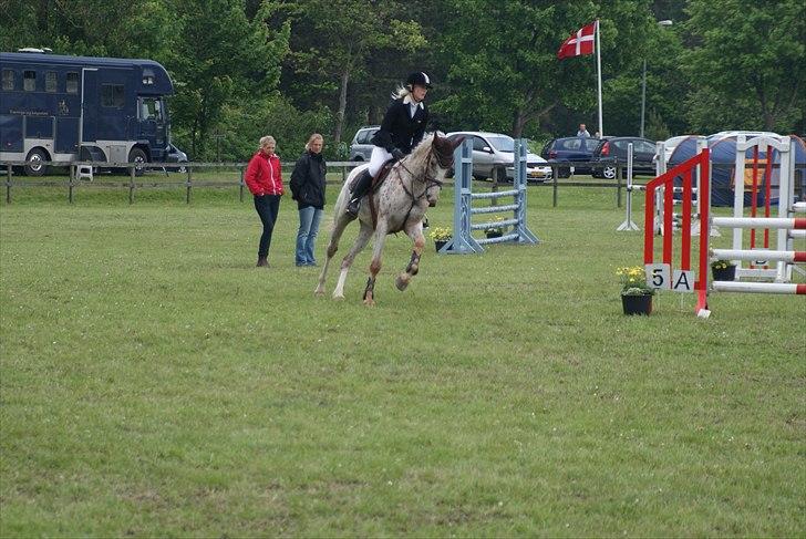 Anden særlig race Skonhøjs Murinho - Plet til DSA i Grenå, hvor han gik med en karakter på 7,9 og blev nr. 2 :) billede 2