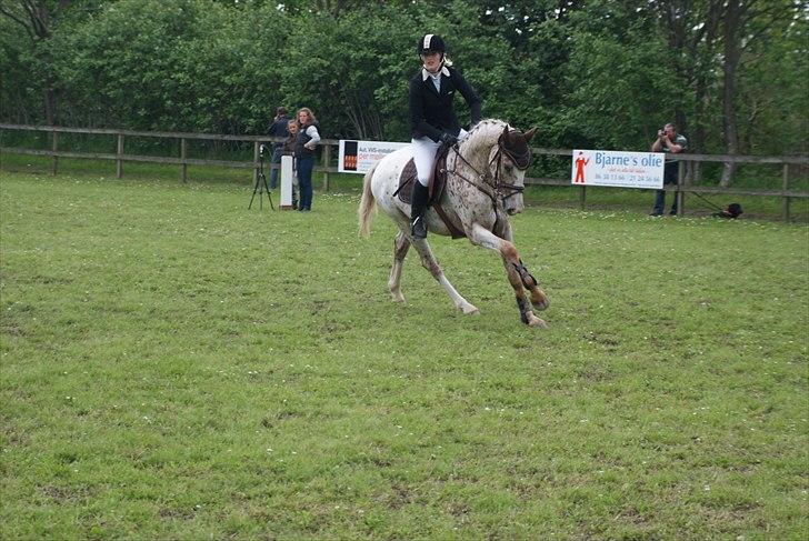 Anden særlig race Skonhøjs Murinho - Plet til DSA i Grenå, hvor han gik med en karakter på 7,9 og blev nr. 2 :) billede 3