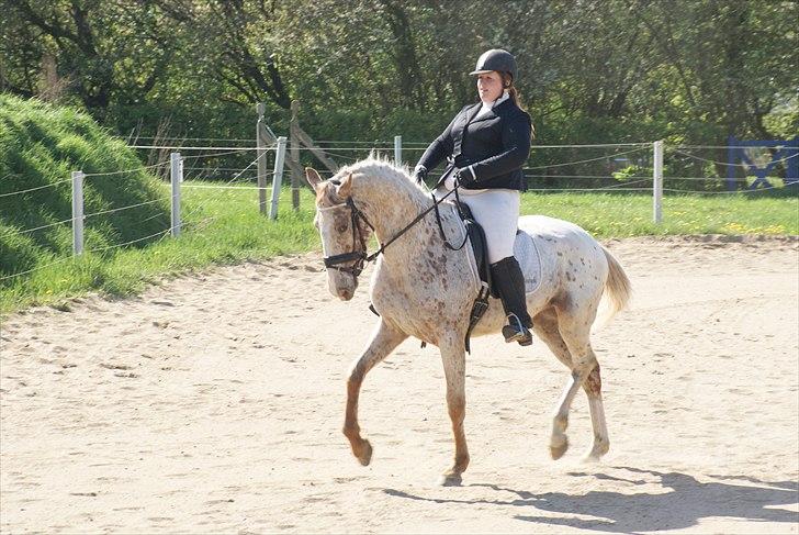 Anden særlig race Skonhøjs Murinho - Plet til elevstævne i Lc1, hvor han gik med over 60 % billede 4