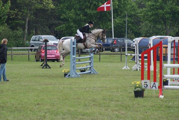 Anden særlig race Skonhøjs Murinho - Plet til DSA i Grenå, hvor han gik med en karakter på 7,9 og blev nr. 2 :) billede 6