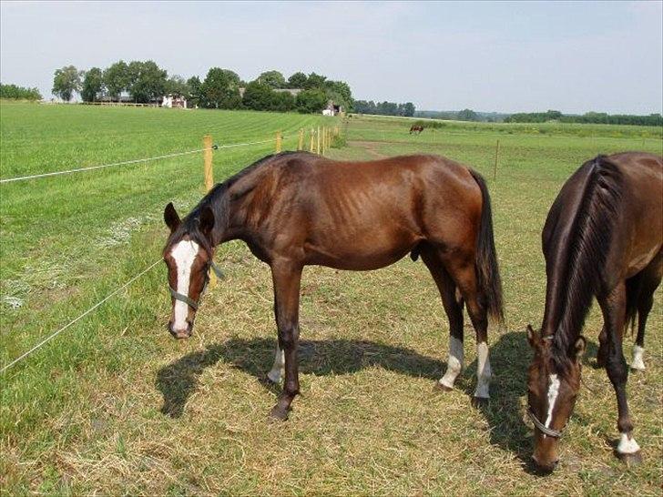 Anden særlig race Cosmo - Cosmo i Juli måned 2010 billede 13