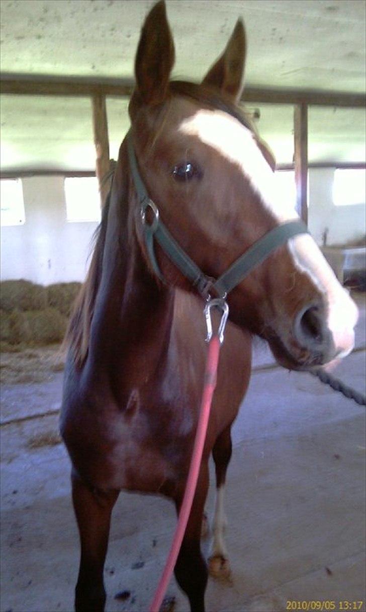 Anden særlig race Cosmo - Vi lærer noget nyt hver dag  billede 14