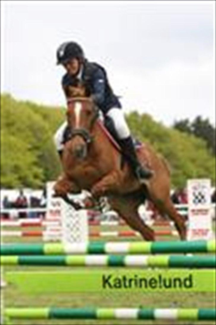 Welsh Cob (sec D) Amber billede 11