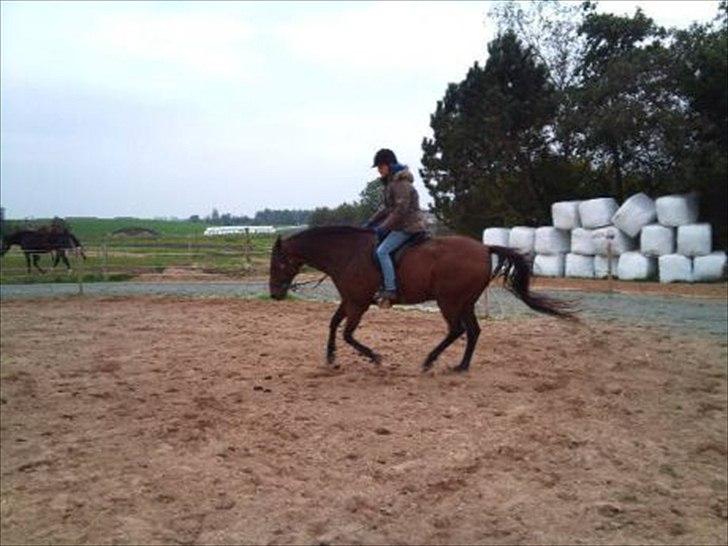 Holstener Marko billede 13