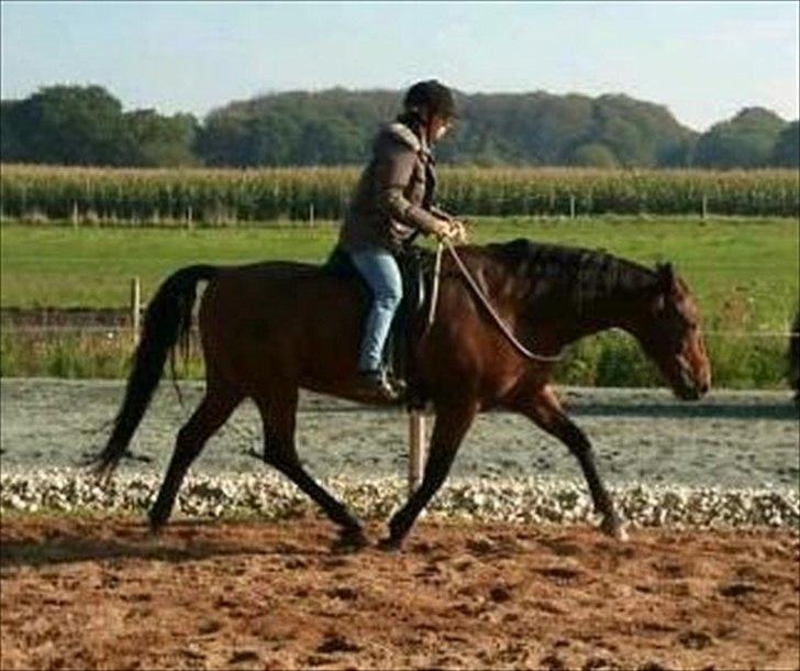 Holstener Marko billede 14