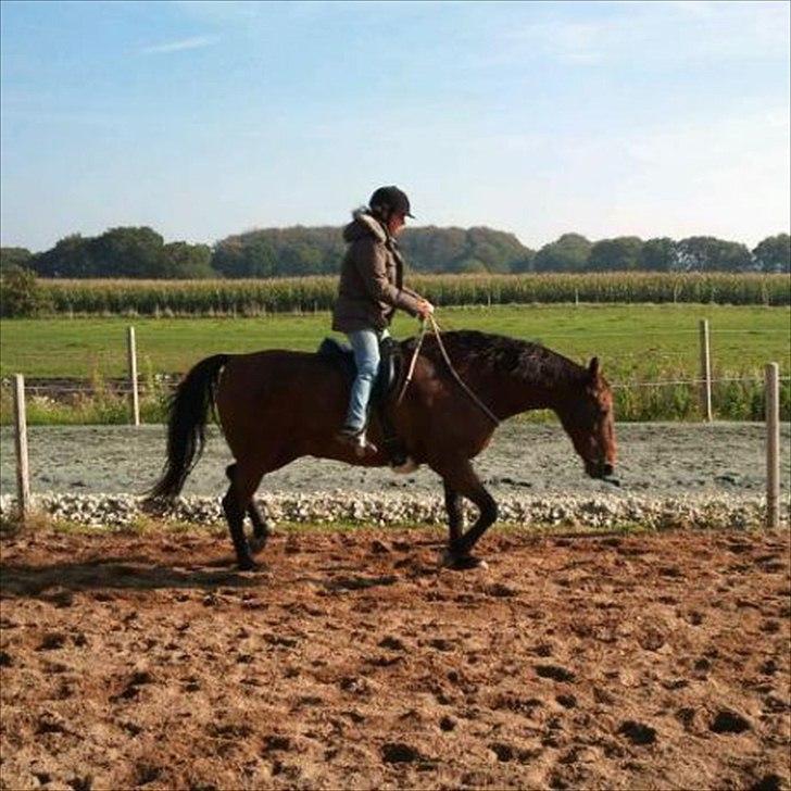 Holstener Marko billede 15