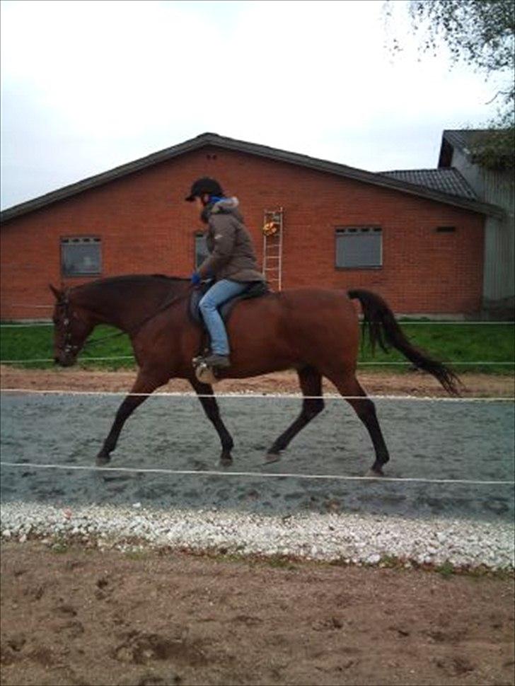 Holstener Marko billede 16