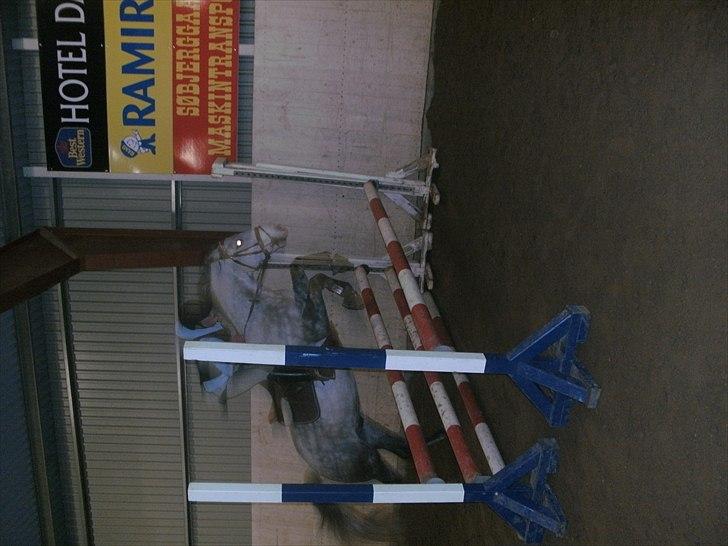 Anden særlig race Blue Bell :D<3 - Mig&Blue Bell til spring undervisning! ´:p billede 2