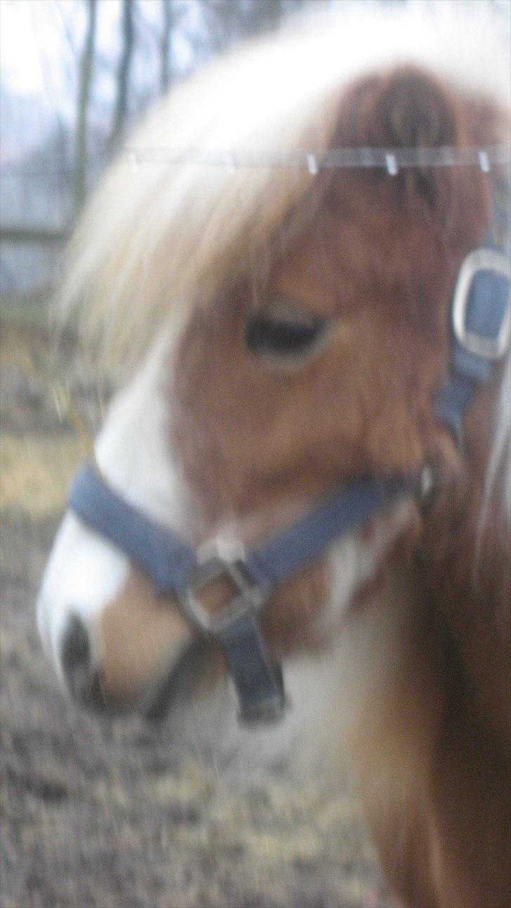 Shetlænder Isabella SOGLT:( billede 11