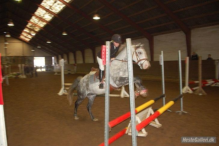 Anden særlig race Blue Bell :D<3 - Mig&BlueBell til stævne:D billede 7