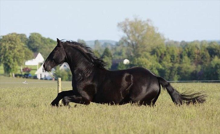 Frieser Infernal - Marianne Ketelimäki billede 10