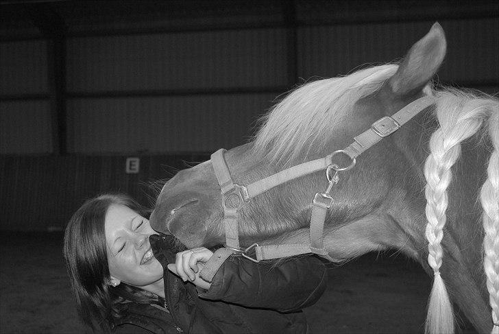 Haflinger Blue Star (BS) - 091110 <3 Stoor mys til mor i;  billede 15