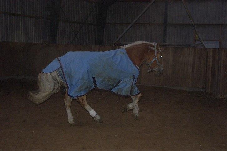 Haflinger Blue Star (BS) - 091110 <3 Vildbassen i hallen!  billede 16