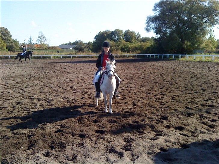 Shetlænder Lonnie billede 13