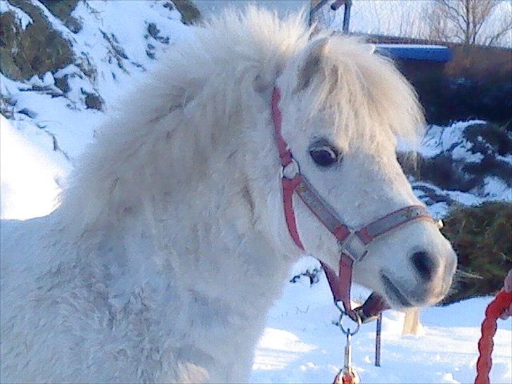 Shetlænder Lonnie - Lonnie kigger på noget. billede 14