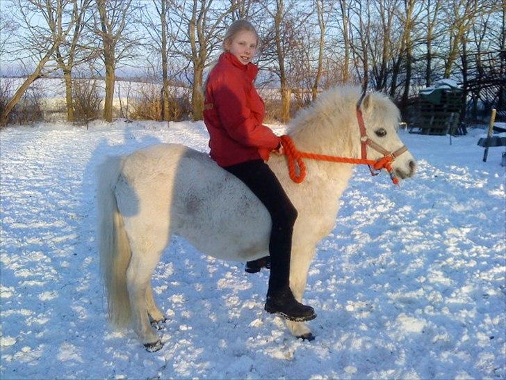 Shetlænder Lonnie - Mig og Lonnie i snene                    (Ved godt jeg er for stor til hende) billede 15