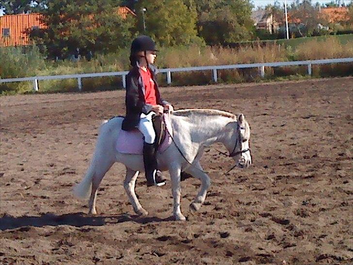 Shetlænder Lonnie - Til stævne  (Skridter af ) billede 16