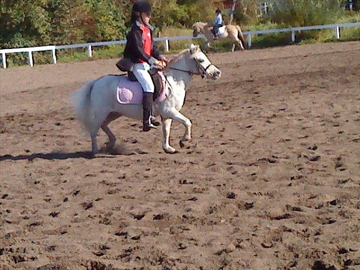 Shetlænder Lonnie - Til stævne (Opvarmer i trav) billede 17