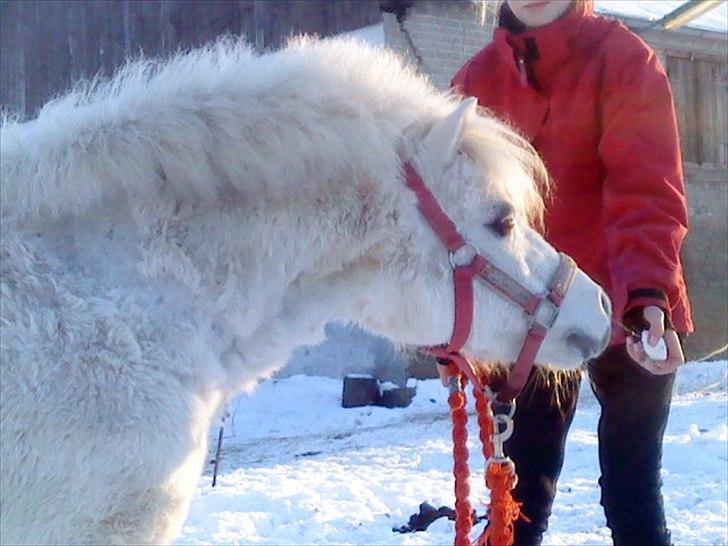Shetlænder Lonnie - Lonnie vil ha sit æble billede 18