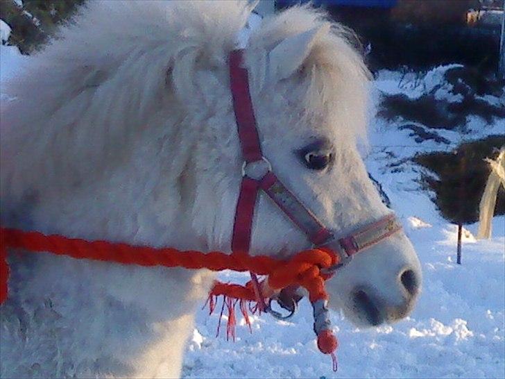 Shetlænder Lonnie - smukke Lonnie. billede 19