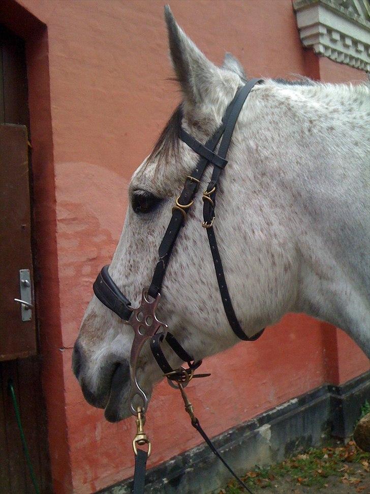 Arabisk fuldblod (OX) Jalle Junior *Halvpart* - første gang i hackamore. billede 9